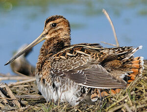 Common Snipe 
&copy; Patrick Fichter