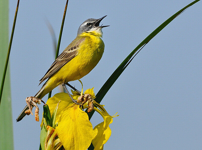 Western Yellow Wagtail, song