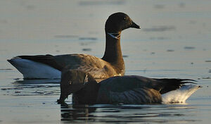 Brant Goose 
&copy; Patrick Fichter