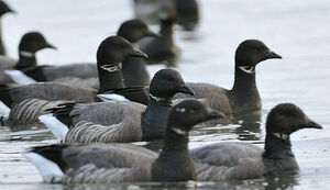 Brant Goose 
&copy; Patrick Fichter