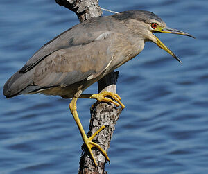 Black-crowned Night Heron