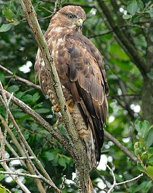 Common Buzzard 
&copy; Patrick Fichter
