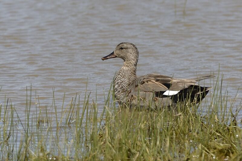Gadwall male Second year