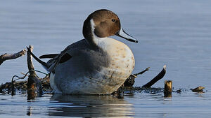 Northern Pintail 
&copy; Patrick Fichter