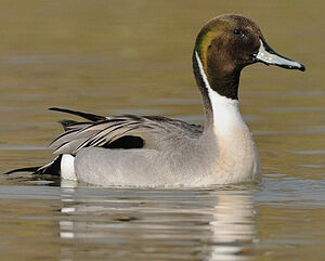Northern Pintail 
&copy; Patrick Fichter