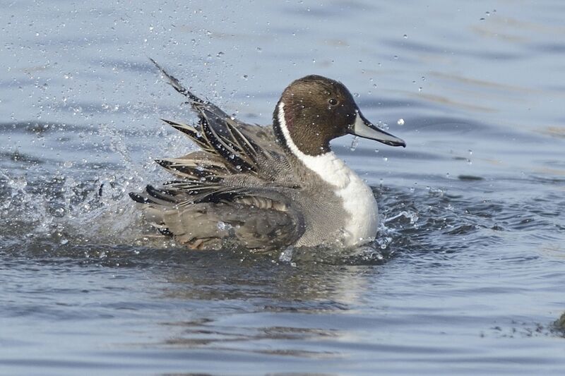 Northern Pintail male adult post breeding, care