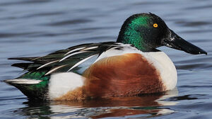 Northern Shoveler 
&copy; Patrick Fichter