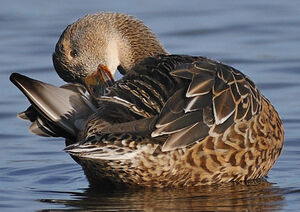 Northern Shoveler 
&copy; Patrick Fichter