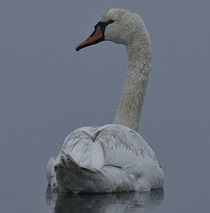 Cygne tubercul�