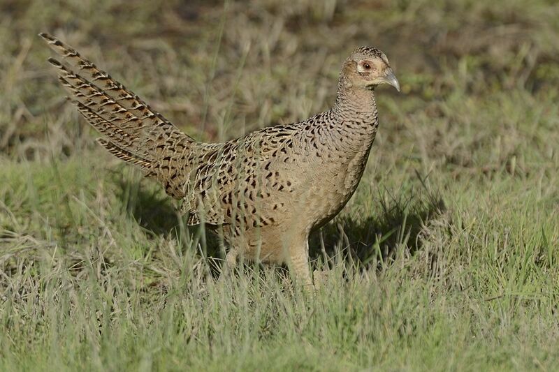 Common Pheasant female adult post breeding
