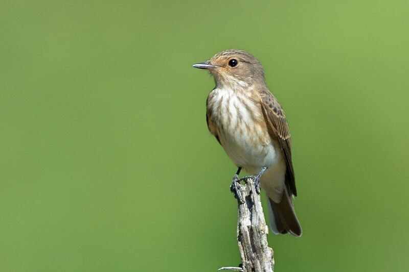 Spotted Flycatcher female adult
