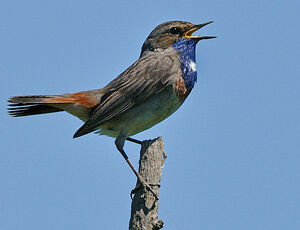 Gorgebleue � miroir 
&copy; Patrick Fichter