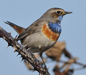 Gorgebleue � miroir 
&copy; Patrick Fichter
