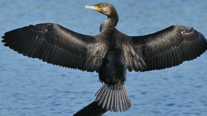 Great Cormorant 
&copy; Patrick Fichter