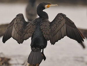 Great Cormorant 
&copy; Patrick Fichter
