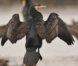 Great Cormorant 
&copy; Patrick Fichter