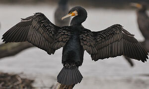 Great Cormorant 
&copy; Patrick Fichter