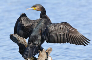 Grand Cormoran 
&copy; Patrick Fichter