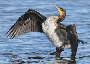 Grand Cormoran 
&copy; Patrick Fichter