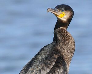 Grand Cormoran 
&copy; Patrick Fichter