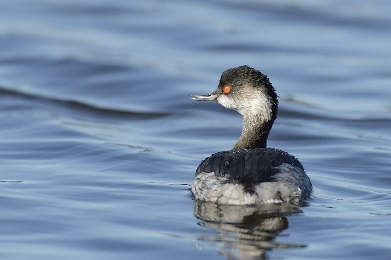 Black-necked Grebeadult post breeding, identification, swimming