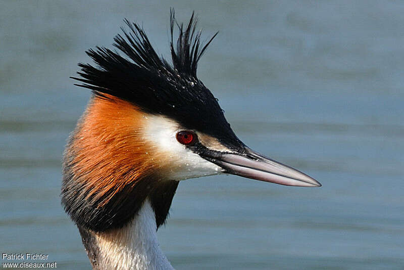 Great Crested Grebeadult breeding, close-up portrait