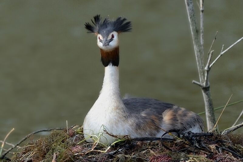 Great Crested Grebe male adult
