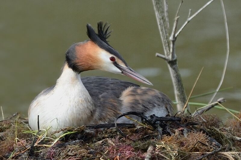 Great Crested Grebe male adult