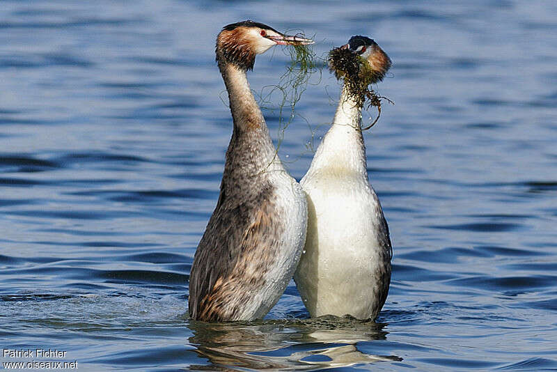 Great Crested Grebe, courting display, Behaviour