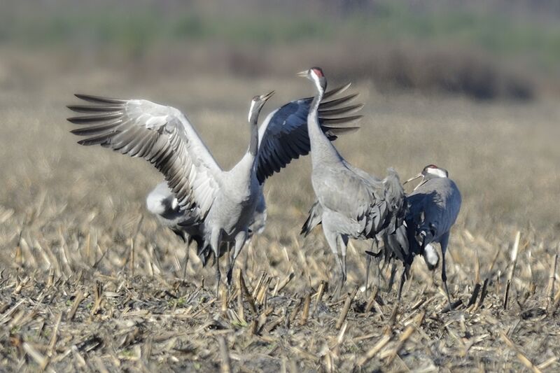 Common Crane, courting display