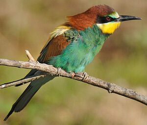 European Bee-eater 
&copy; Patrick Fichter