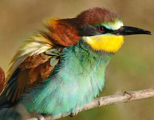European Bee-eater 
&copy; Patrick Fichter