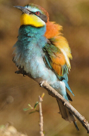 European Bee-eater 
&copy; Patrick Fichter