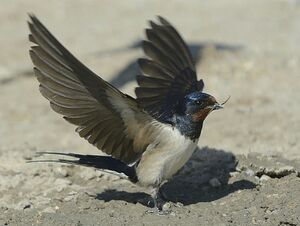 Barn Swallow