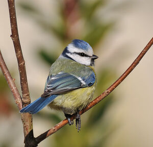 Eurasian Blue Tit 
&copy; Patrick Fichter
