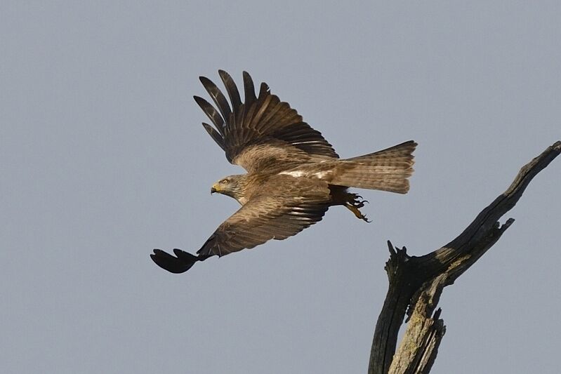 Black Kite female adult, Flight