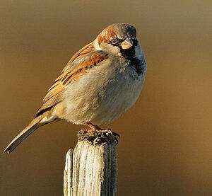 House Sparrow