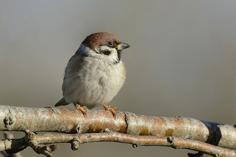 Eurasian Tree Sparrowadult