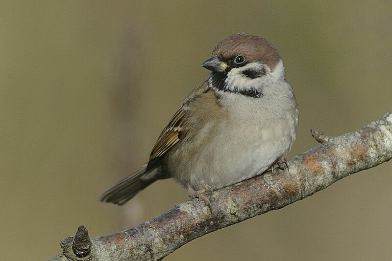 Eurasian Tree Sparrowadult post breeding
