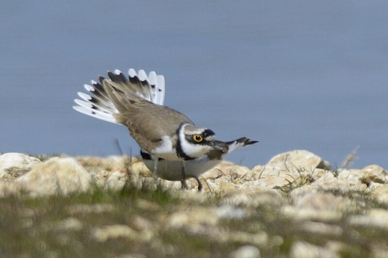 Little Ringed Plover male adult, courting display
