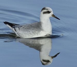 Phalarope � bec large