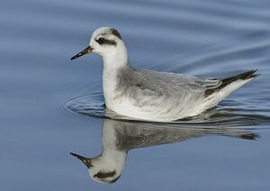 Phalarope � bec large
