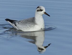 Phalarope � bec large