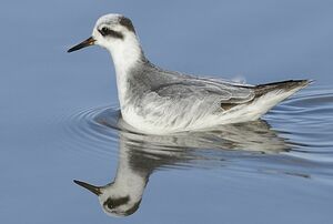Phalarope � bec large