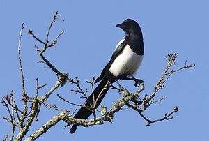 Eurasian Magpie 
&copy; Patrick Fichter