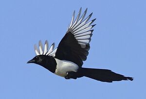 Eurasian Magpie 
&copy; Patrick Fichter