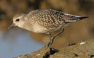 Grey Plover 
&copy; Patrick Fichter