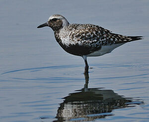 Grey Plover 
&copy; Patrick Fichter