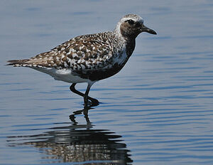 Grey Plover 
&copy; Patrick Fichter