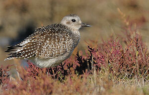 Grey Plover 
&copy; Patrick Fichter